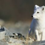 Junger Polarfuchs in Norwegen