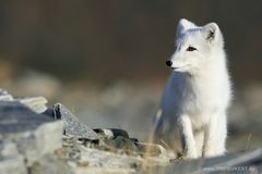 Junger Polarfuchs in Norwegen