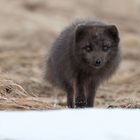 junger Polarfuchs - Island Westfjorde März 2018