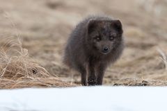 junger Polarfuchs - Island Westfjorde März 2018