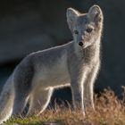 Junger Polarfuchs, Norwegen 2014