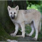 Junger Polarwolf