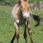 Junger Przewalski