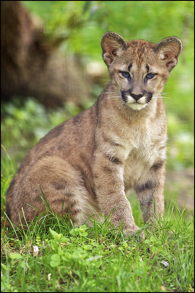 Junger Puma