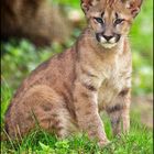 Junger Puma