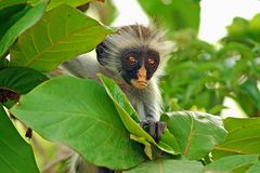 Junger Red-Colobus Monkey