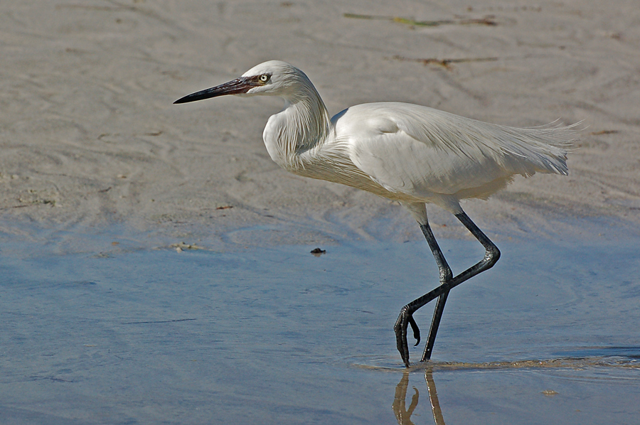 Junger Reddish Egret (Egretta rufescens) - helle Morphe...