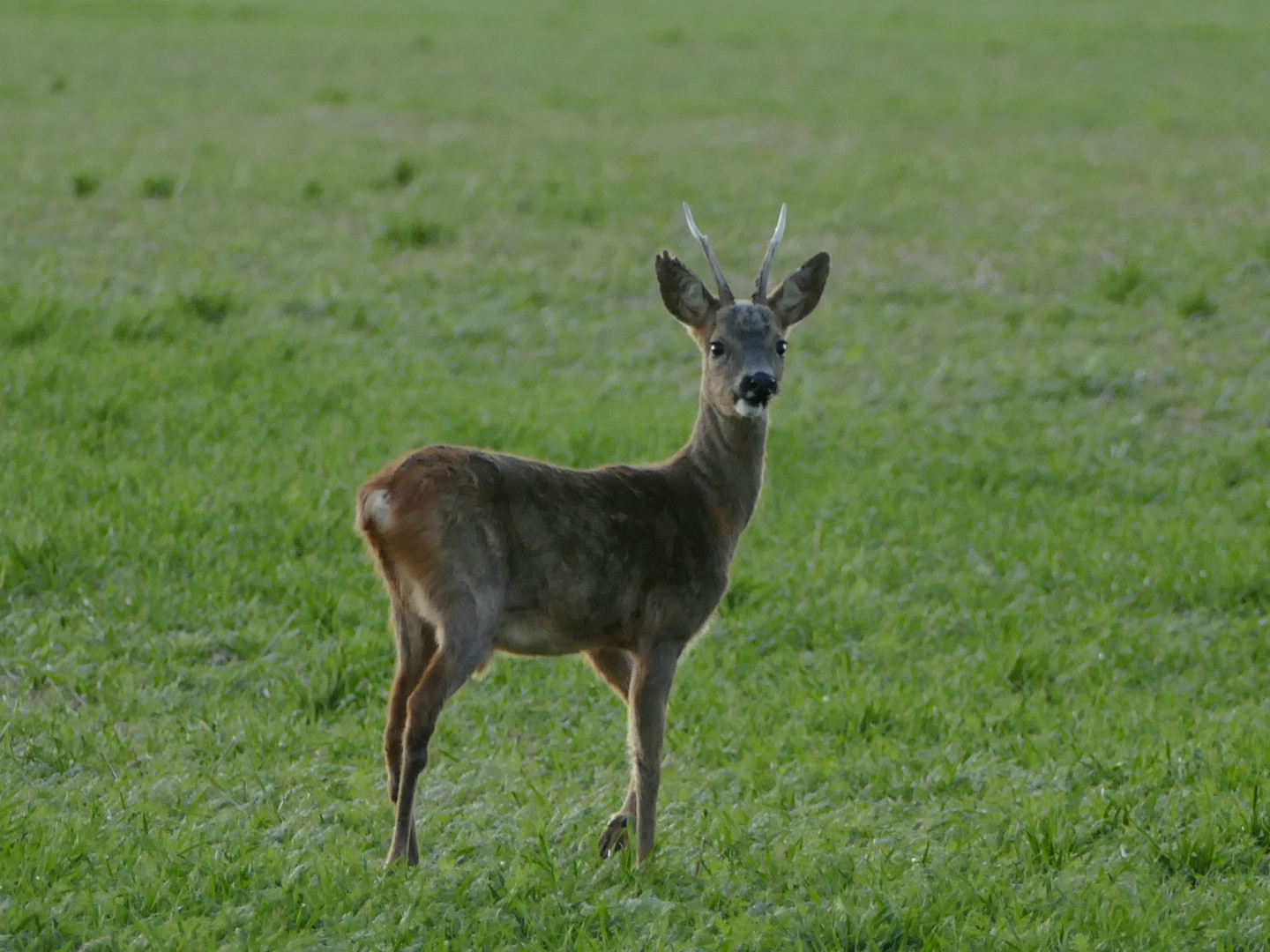 Junger Rehbock