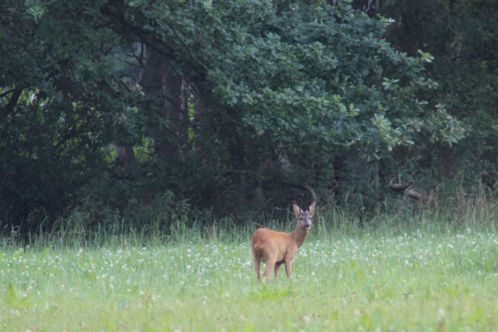 Junger Rehbock auf der Wiese 2