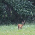 Junger Rehbock auf der Wiese 2