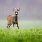 Junger Rehbock beim Äsen