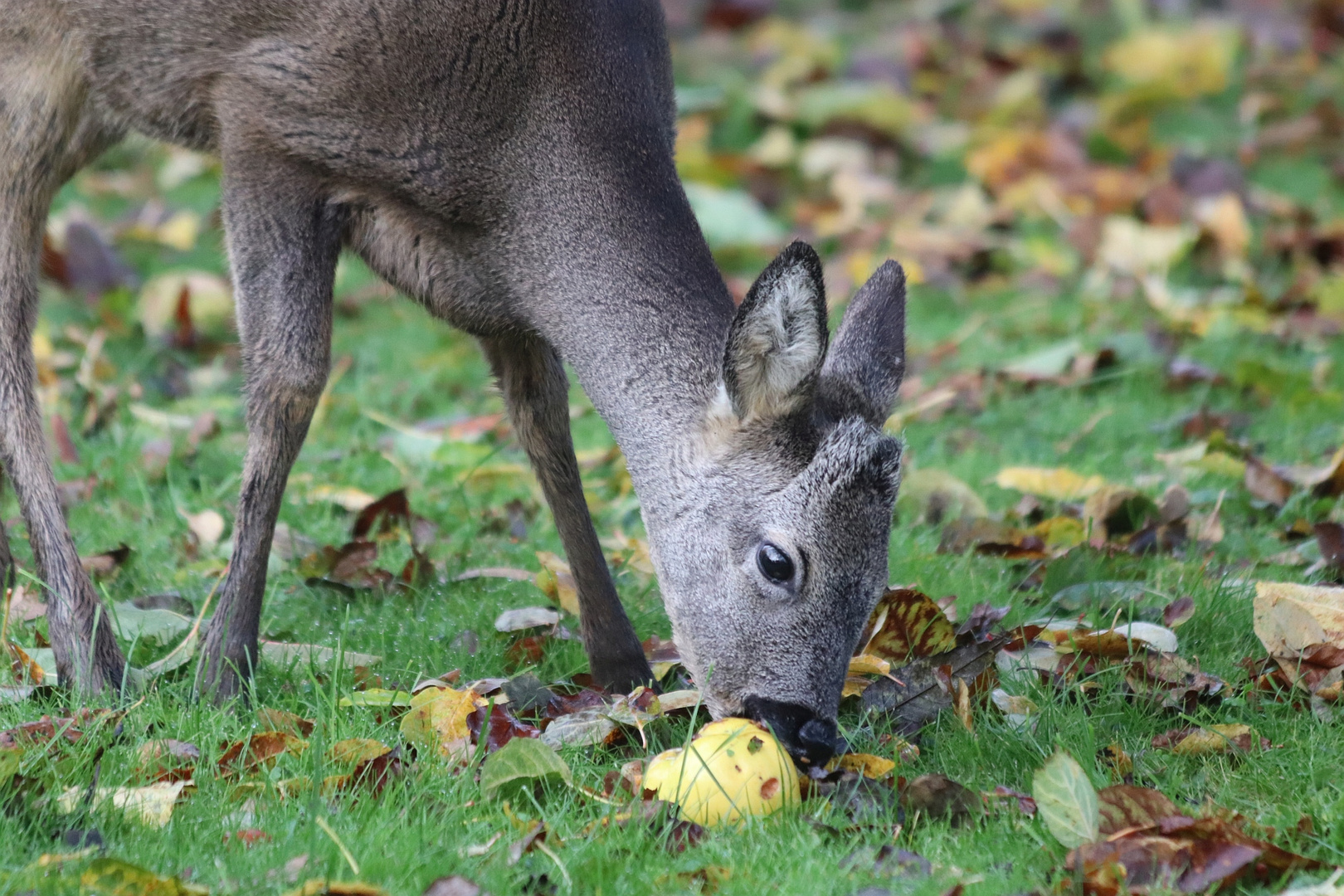 Junger Rehbock frißt Quitte im Garten