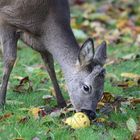 Junger Rehbock frißt Quitte im Garten