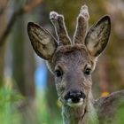 Junger Rehbock ganz nah ...