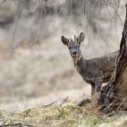 Junger Rehbock im Bast