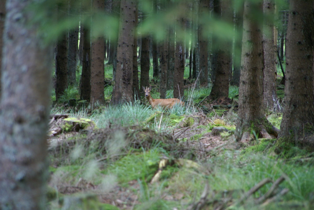 Junger Rehbock im Bestand