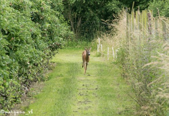 junger Rehbock im Eriskircher Ried