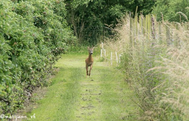 junger Rehbock im Eriskircher Ried