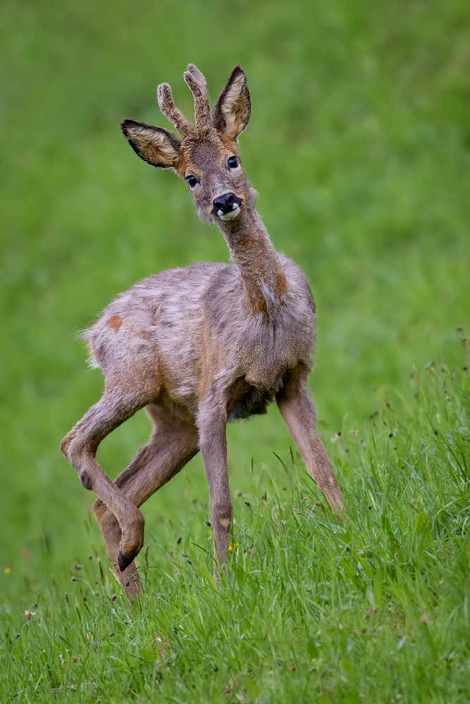 Junger Rehbock im Fellwechsel