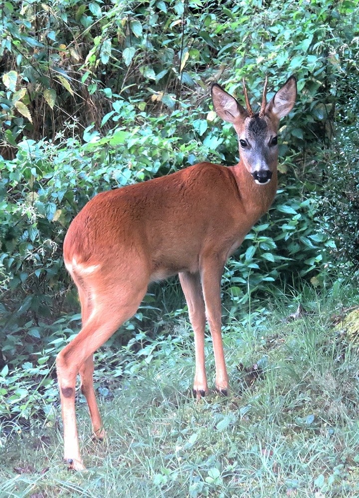 Junger Rehbock im Garten 