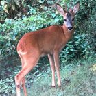 Junger Rehbock im Garten 