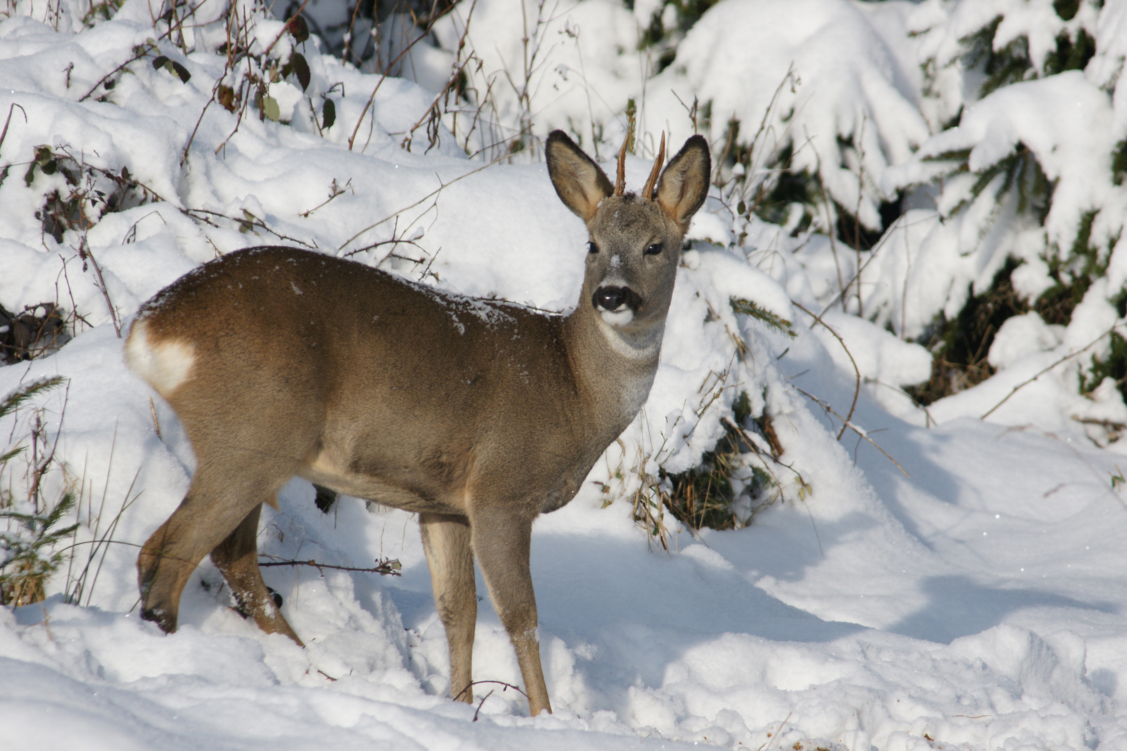 Junger Rehbock im Schnee