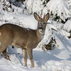 Junger Rehbock im Schnee