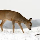 Junger Rehbock im Schnee / Nationalpark Unteres Odertal