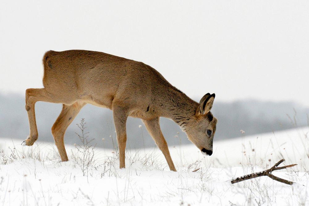 Junger Rehbock im Schnee / Nationalpark Unteres Odertal