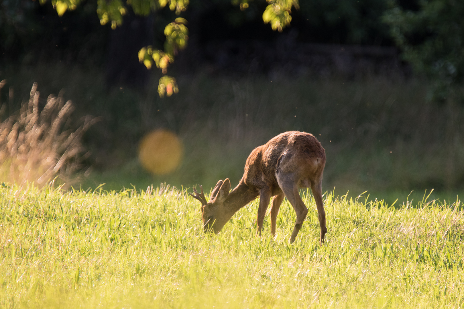  Junger Rehbock in abendlicher Sonne