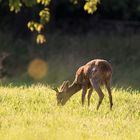  Junger Rehbock in abendlicher Sonne