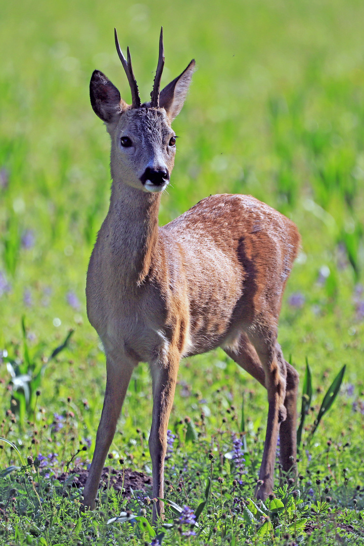 Junger Rehbock in der Frühlingswiese