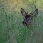 Junger Rehbock in der Wiese