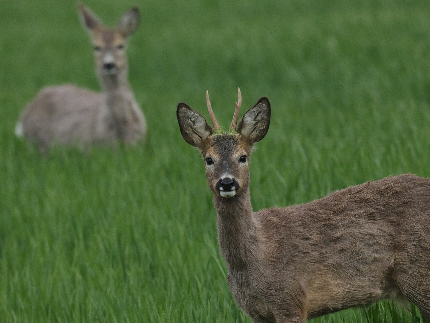 Junger Rehbock u. Ricke