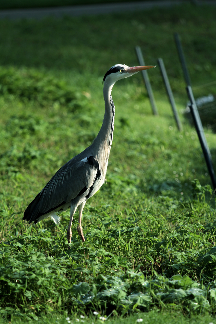 Junger Reiher in der Wilhelma Stuttgart