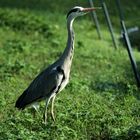 Junger Reiher in der Wilhelma Stuttgart