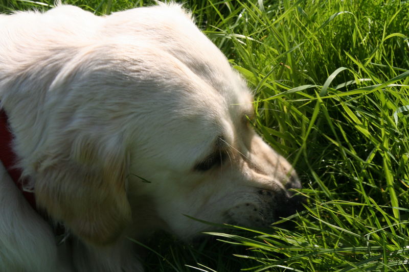 Junger Retriever