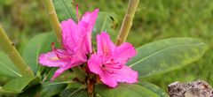 junger Rhododendron und seine ersten Blüten