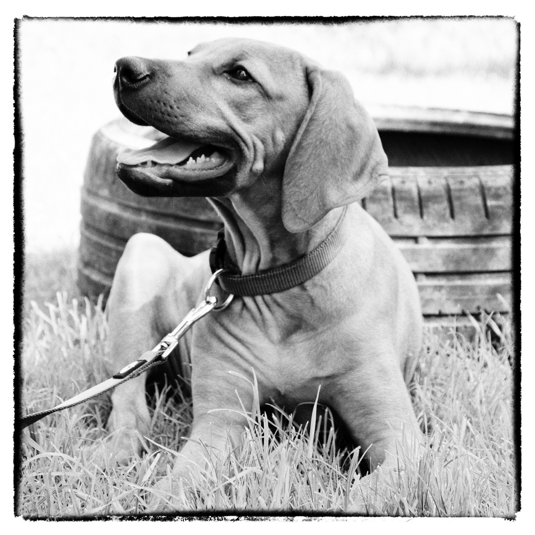 Junger Ridgeback