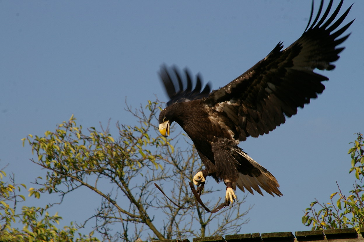 junger Riesenseeadler