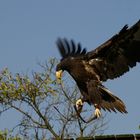 junger Riesenseeadler