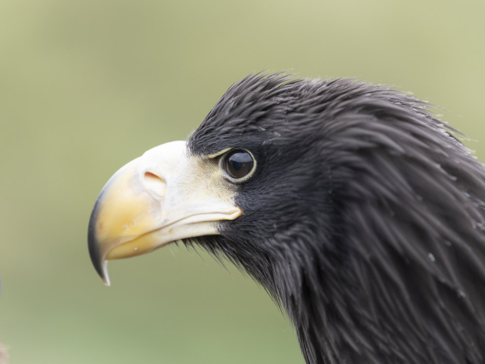 Junger Riesenseeadler