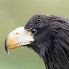 Junger Riesenseeadler