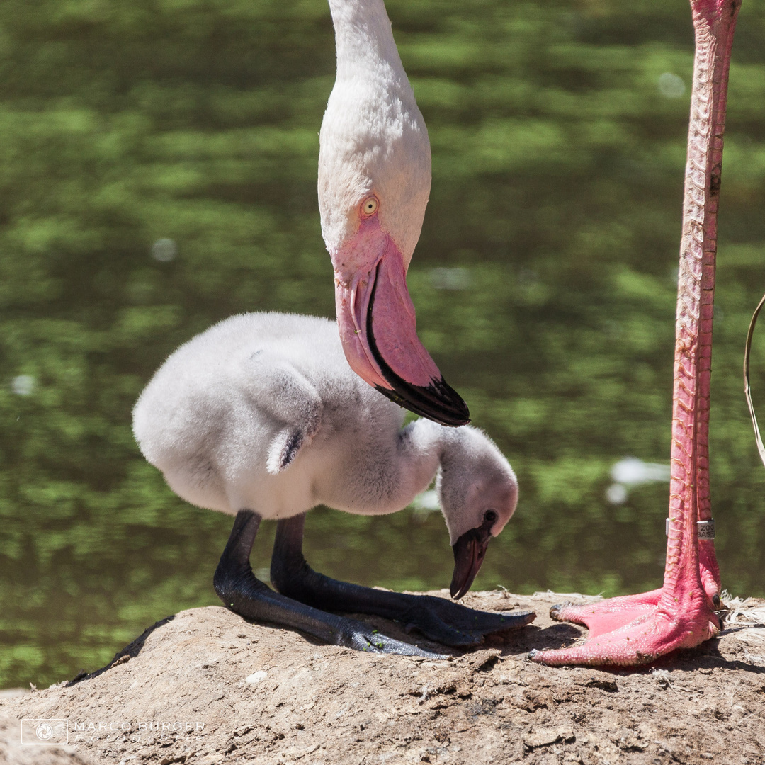 Junger Rosa Flamingo