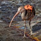 junger Roter Ibis