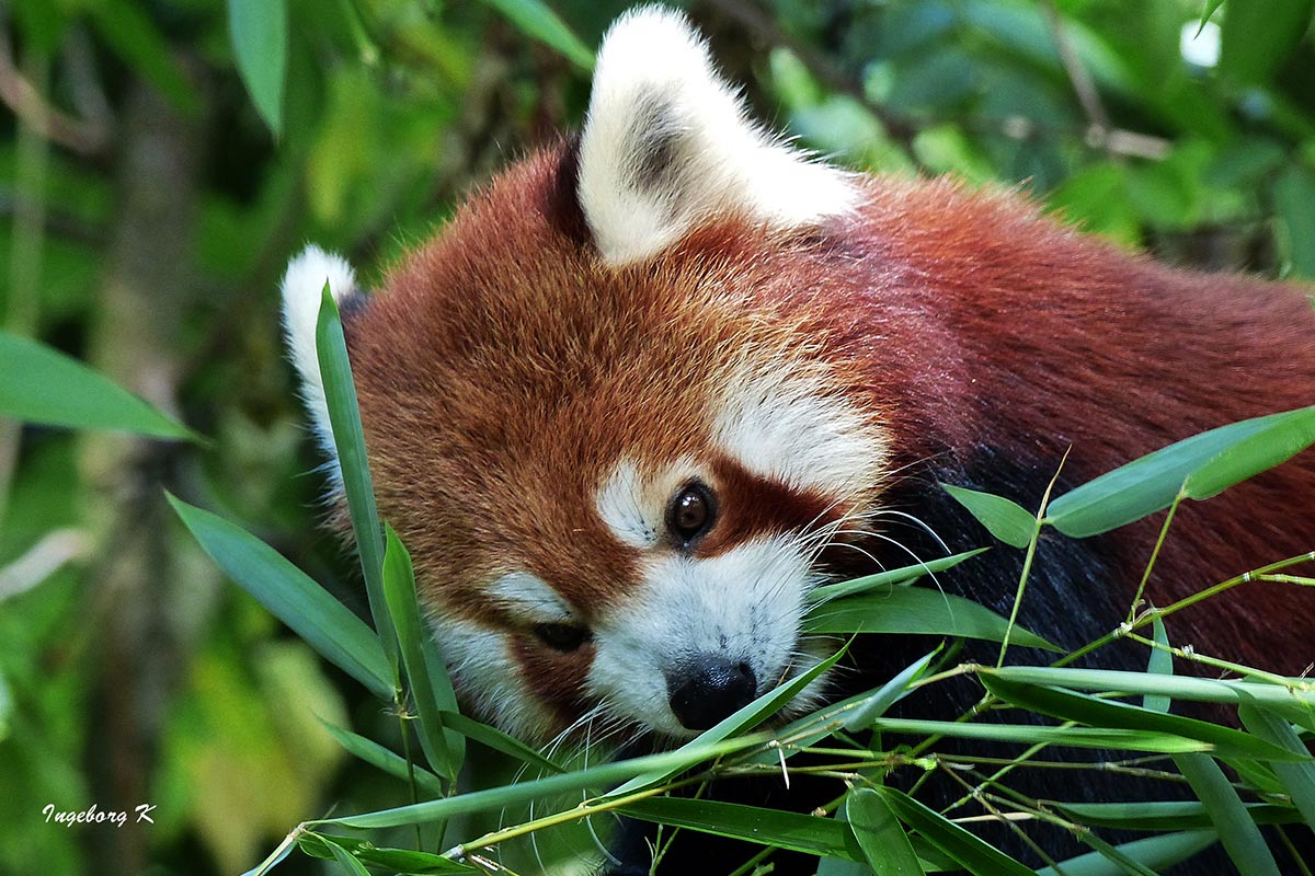 Junger roter-Panda erkundet die Umwelt