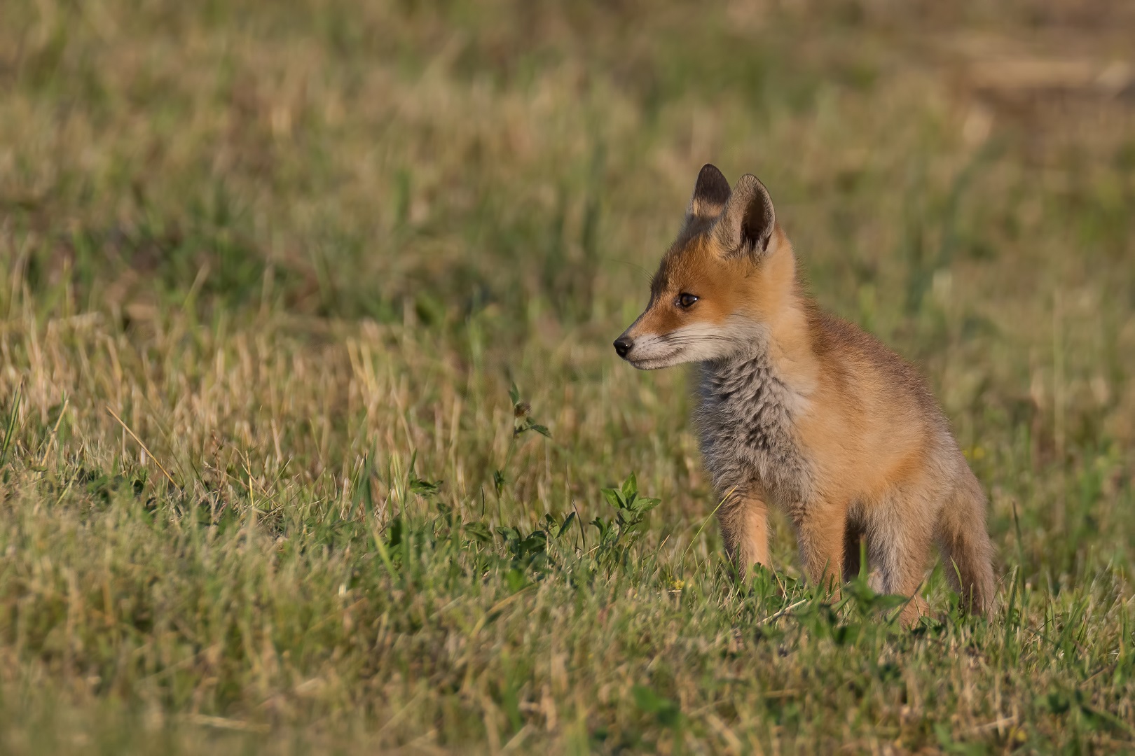 Junger Rotfuchs