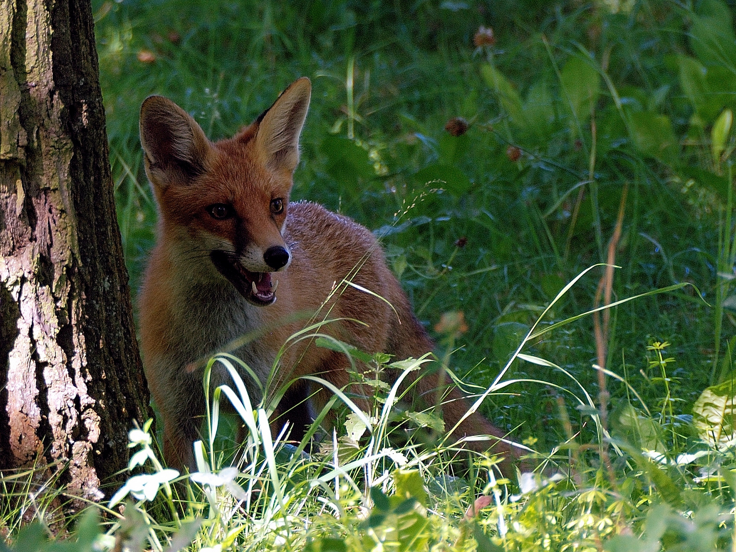 Junger Rotfuchs