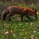 Junger Rotfuchs (2)