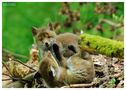 - Junger Rotfuchs 2 - ( Vulpes vulpes ) von Wolfgang Zerbst - Naturfoto